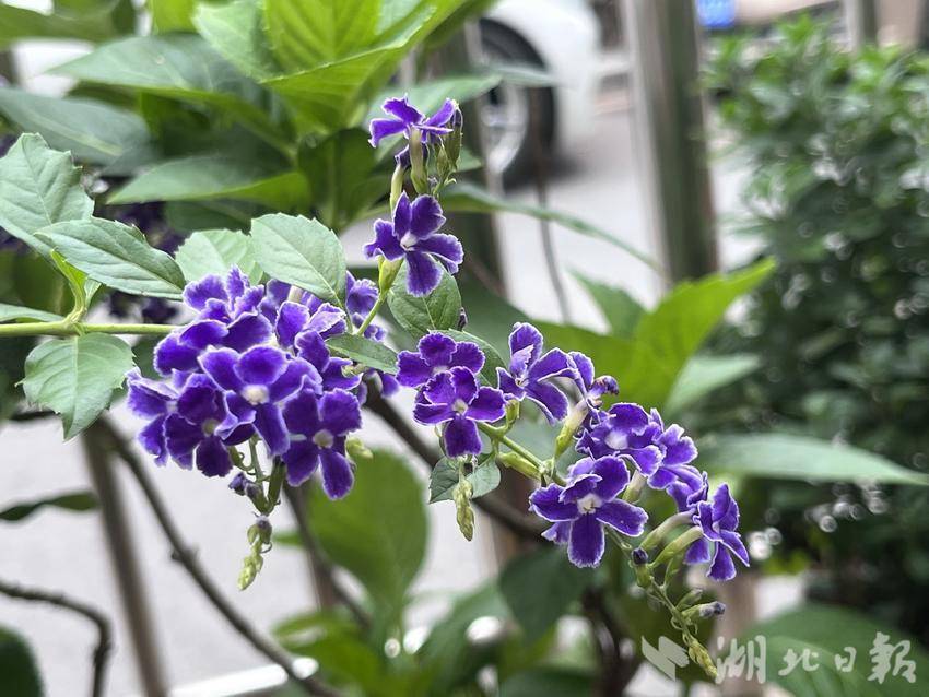 九莲宝灯老虎机下载